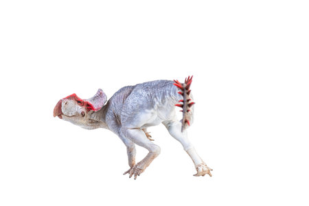 Protoceratops  , dinosaur on  isolated backgroundの写真素材
