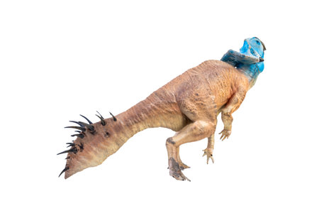 Protoceratops  , dinosaur on  isolated backgroundの写真素材