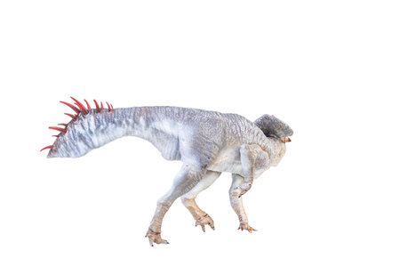 Protoceratops  , dinosaur on  isolated backgroundの写真素材