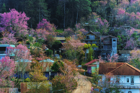 landscape of Beautiful Wild Himalayan Cherry Blooming pink Prunus cerasoides flowers at Phu Lom Lo Loei and Phitsanulok of Thailandの写真素材
