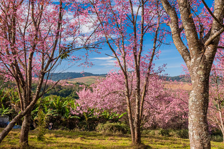 landscape of Beautiful Wild Himalayan Cherry Blooming pink Prunus cerasoides flowers at Phu Lom Lo Loei and Phitsanulok of Thailandの写真素材