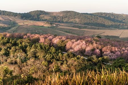landscape of Beautiful Wild Himalayan Cherry Blooming pink Prunus cerasoides flowers at Phu Lom Lo Loei and Phitsanulok of Thailandの写真素材