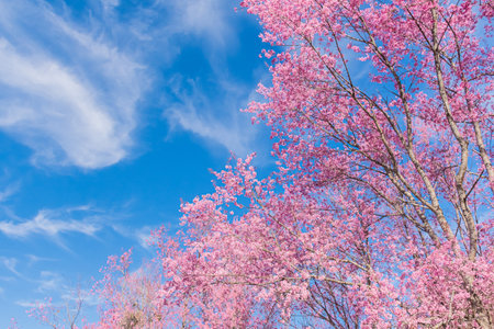 landscape of Beautiful Wild Himalayan Cherry Blooming pink Prunus cerasoides flowers at Phu Lom Lo Loei and Phitsanulok of Thailandの写真素材