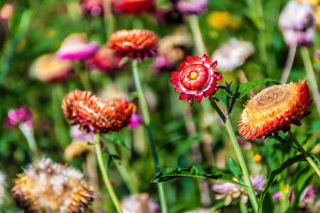 Beautiful meadow wildflowers straw flower in the mountains Phu Hin Rong Kla National Park, Thailand