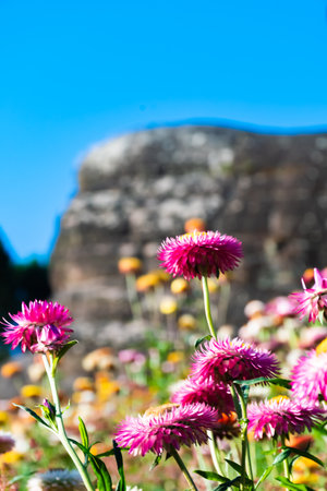 Beautiful meadow wildflowers straw flower in the mountains Phu Hin Rong Kla National Park, Thailandの写真素材