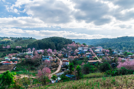 landscape of Beautiful Wild Himalayan Cherry Blooming pink Prunus cerasoides flowers at Phu Lom Lo Loei and Phitsanulok of Thailandの写真素材