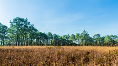 Pine forest in summer at Thung Salaeng Luang National Park, Thailand.の写真素材