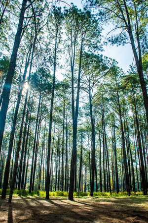 Pine forest in summer at Thung Salaeng Luang National Park, Thailand.の写真素材