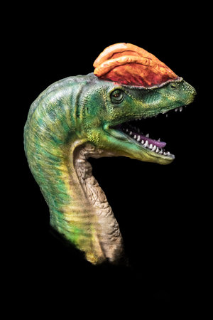 The head of Dilophosaurus in the dark , dinosaur on black backgroundの写真素材
