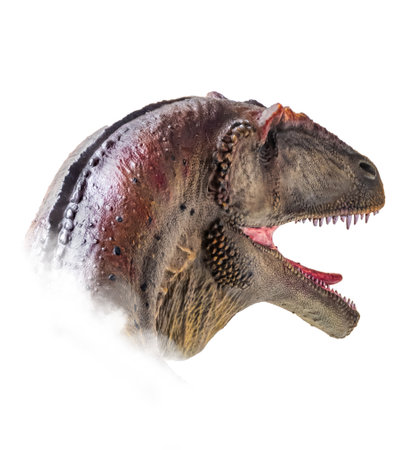 The head of Carcharodontosaurus , dinosaur on  isolated background  . ,の写真素材