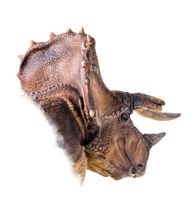 The head of Triceratops , dinosaur on  isolated background  .の写真素材