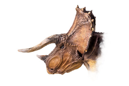 The head of Triceratops , dinosaur on  isolated background  .の写真素材