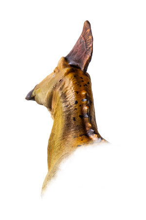 The head of  Olorotitan , dinosaur on  isolated background  .の写真素材