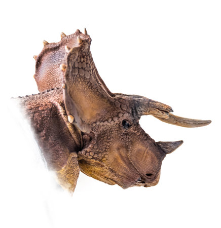 The head of Triceratops , dinosaur on  isolated background  .の写真素材