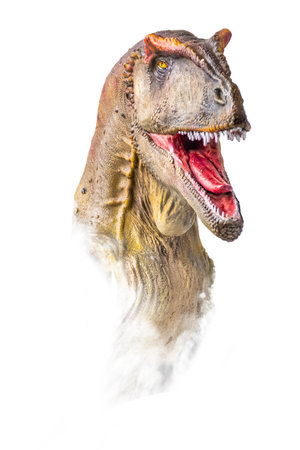 The head of Carcharodontosaurus , dinosaur on  isolated background  . ,の写真素材