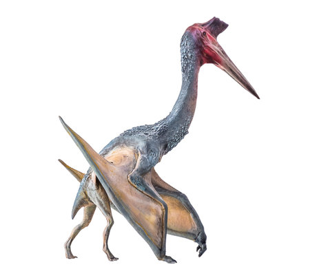 The Pterosaur , dinosaur on  isolated background  .の写真素材