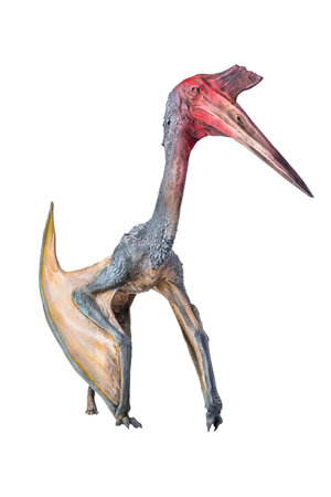 The Pterosaur , dinosaur on  isolated background  .の写真素材