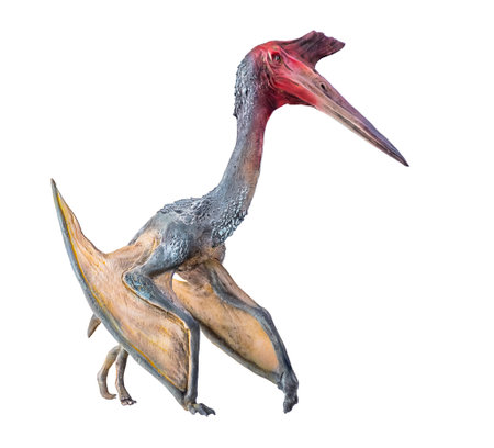 The Pterosaur , dinosaur on  isolated background  .の写真素材