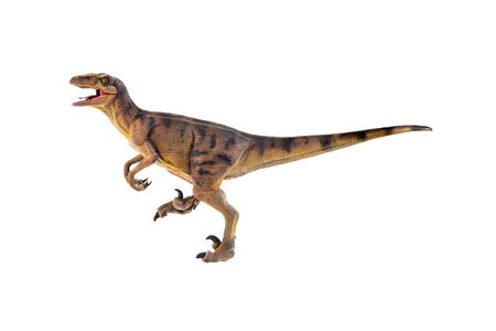 dinosaur , Velociraptor  isolated backgroundの写真素材