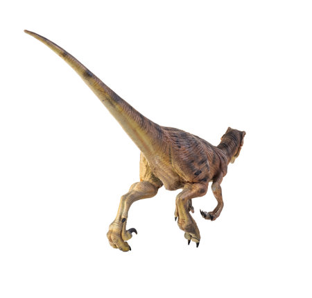 dinosaur , Velociraptor  isolated backgroundの写真素材