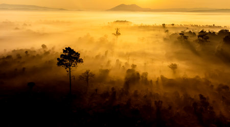 Aerial view of landscape forest Sunrise sunset timeの写真素材