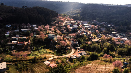 landscape of Beautiful Wild Himalayan Cherry Blooming pink Prunus cerasoides flowers at Phu Lom Lo...