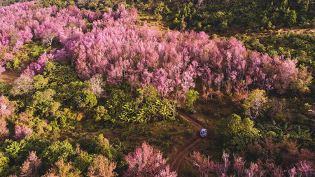 Aerial view of landscape  Beautiful Wild Himalayan Cherry Blooming pink Prunus cerasoides flowersの写真素材