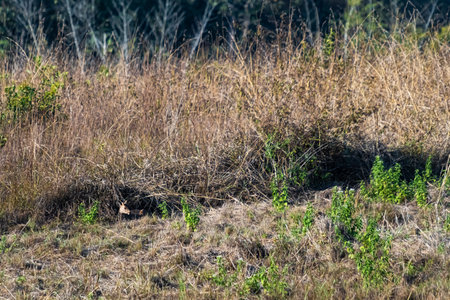 deer in the meadow Wildlife Conservation Areaの写真素材