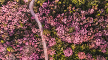 Aerial view of landscape  Beautiful Wild Himalayan Cherry Blooming pink Prunus cerasoides flowersの写真素材