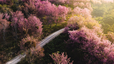 Aerial view of landscape  Beautiful Wild Himalayan Cherry Blooming pink Prunus cerasoides flowersの写真素材