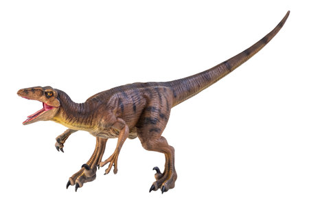 dinosaur , Velociraptor  isolated backgroundの写真素材