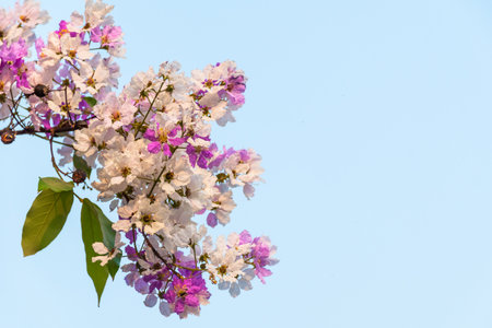 beautiful flower of Lagerstroemia floribundaの写真素材