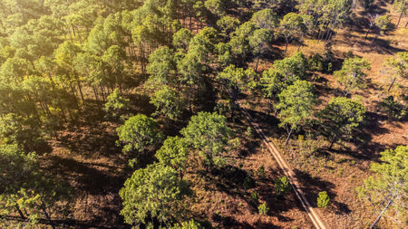 Aerial view of landscape forestの写真素材