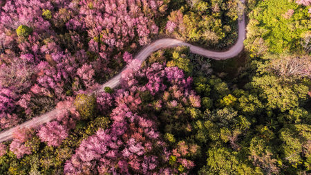 Aerial view of landscape  Beautiful Wild Himalayan Cherry Blooming pink Prunus cerasoides flowersの写真素材