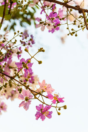 beautiful flower of Lagerstroemia floribundaの写真素材