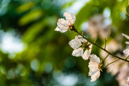 beautiful flower of Lagerstroemia floribundaの写真素材