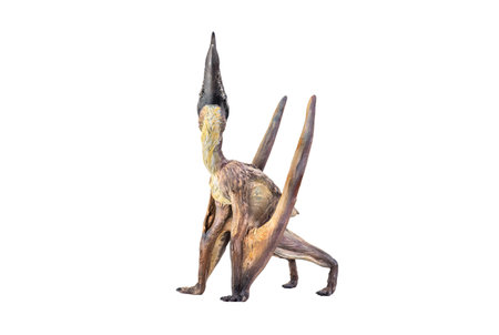 dinosaur , Dsungaripterus  isolated backgroundの写真素材