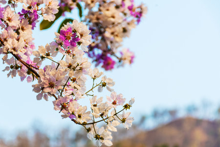 beautiful flower of Lagerstroemia floribundaの写真素材