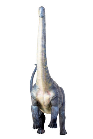 dinosaur , Brontosaurus isolated backgroundの写真素材