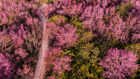 Aerial view of landscape  Beautiful Wild Himalayan Cherry Blooming pink Prunus cerasoides flowersの写真素材
