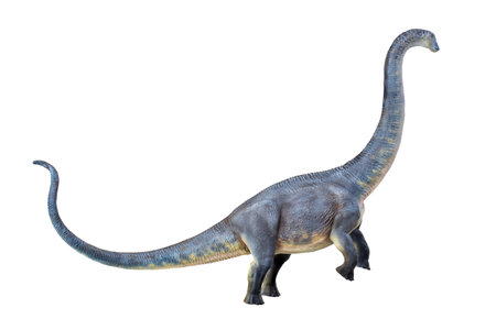 dinosaur , Brontosaurus isolated backgroundの写真素材