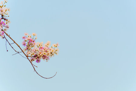 beautiful flower of Lagerstroemia floribundaの写真素材
