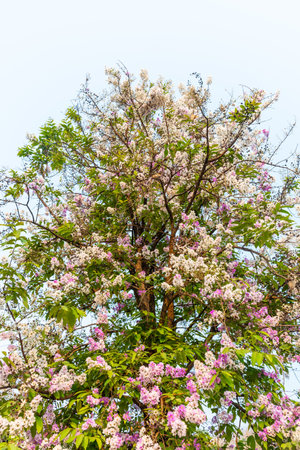 beautiful flower of Lagerstroemia floribundaの写真素材