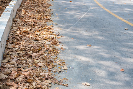dry leaves on the roadの写真素材