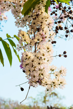 beautiful flower of Lagerstroemia floribundaの写真素材