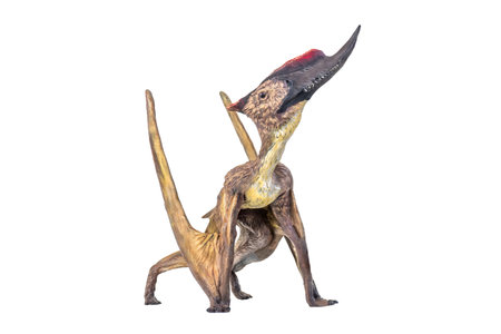 dinosaur , Dsungaripterus  isolated backgroundの写真素材