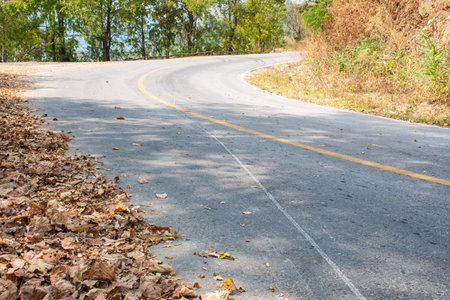 dry leaves on the roadの写真素材