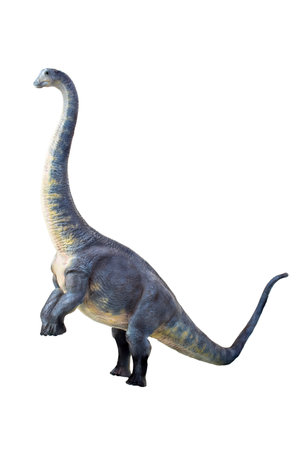 dinosaur , Brontosaurus isolated backgroundの写真素材