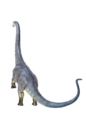 dinosaur , Brontosaurus isolated backgroundの写真素材