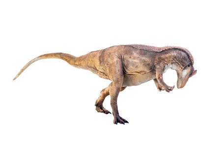 dinosaur , Allosaurus on isolated backgroundの写真素材